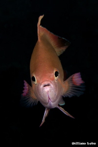 Portrait Shot - Male ScaleFin Anthias by William Loke 